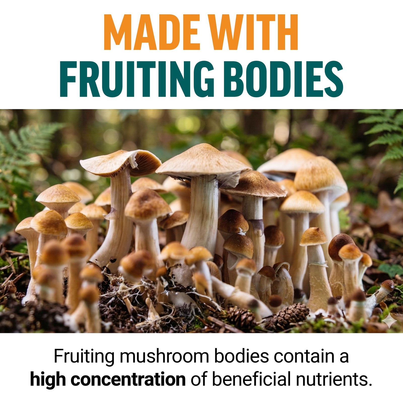 Force Factor Modern Mushrooms Gummies, Fruiting Body Mushroom Blend | with KS…