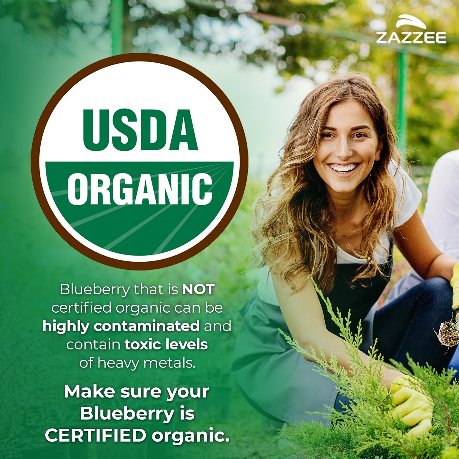 USDA Organic Wild Blueberry Extract Whole Fruit 5000 mg Strength 10:1 Extract
