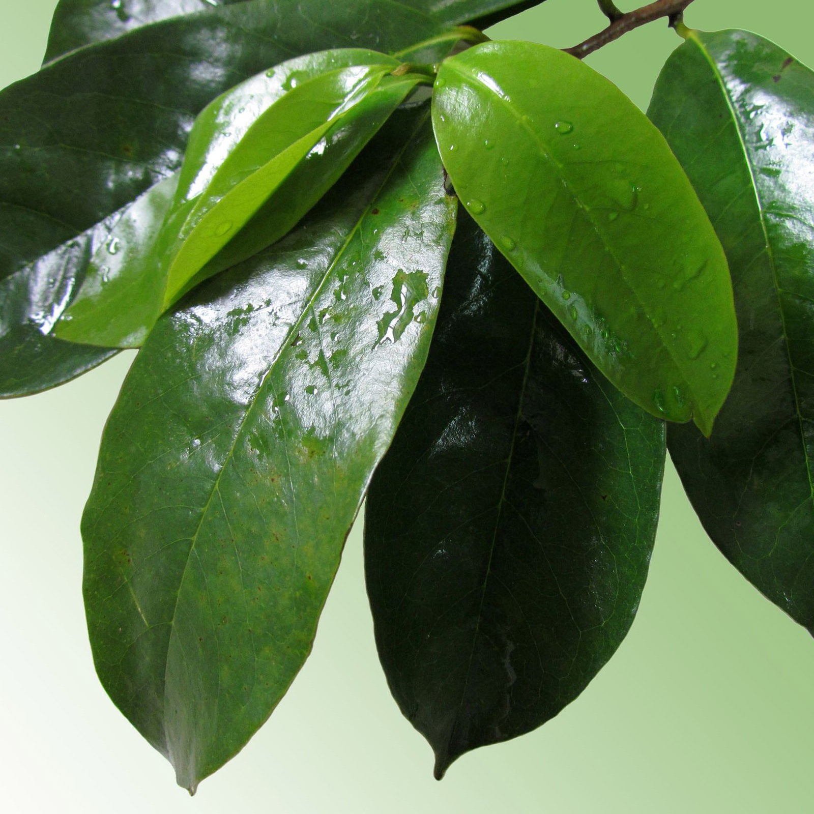 Graviola Leaf Powder 20KG Bulk Annona Muricata | Soursop Wholesale Supply