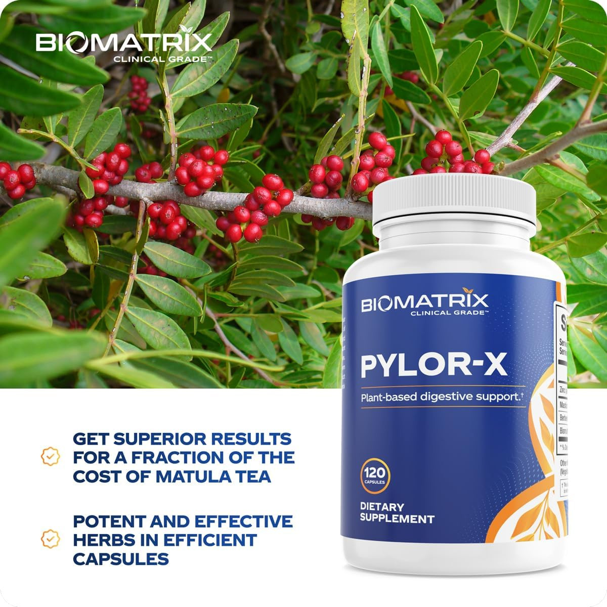 Pylor-X Gut Health Supplement – Mastic Gum, Berberine, Zinc Carnosine & Bismuth