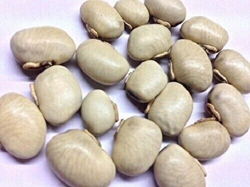 Kaunch Seeds Mucuna Pruriens Indian Velvet Bean Konch Beej Powder (100gm) 3.5oz