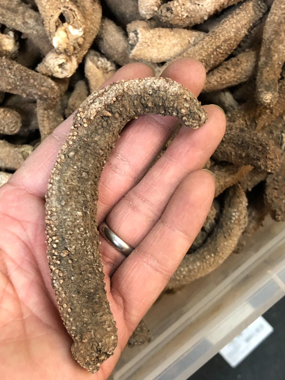 阿拉斯加红参(海参)Super 3A natural Sun Dried ALASKA Red Sea Cucumber(Size XL)1LB/Bag