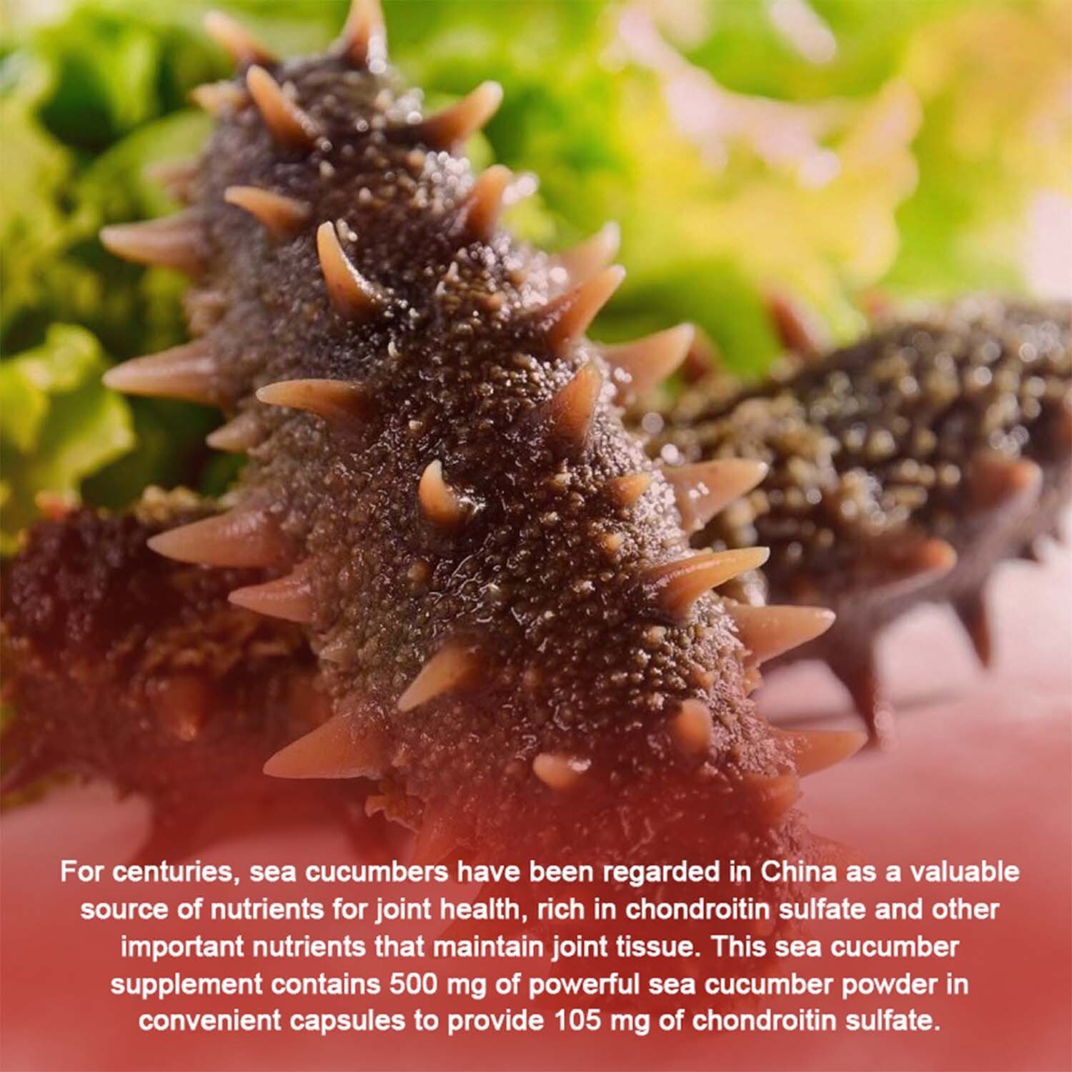 120pcs Sea Cucumber 1000mg – Bones & Joint Immune Support, Anti-inflammatory