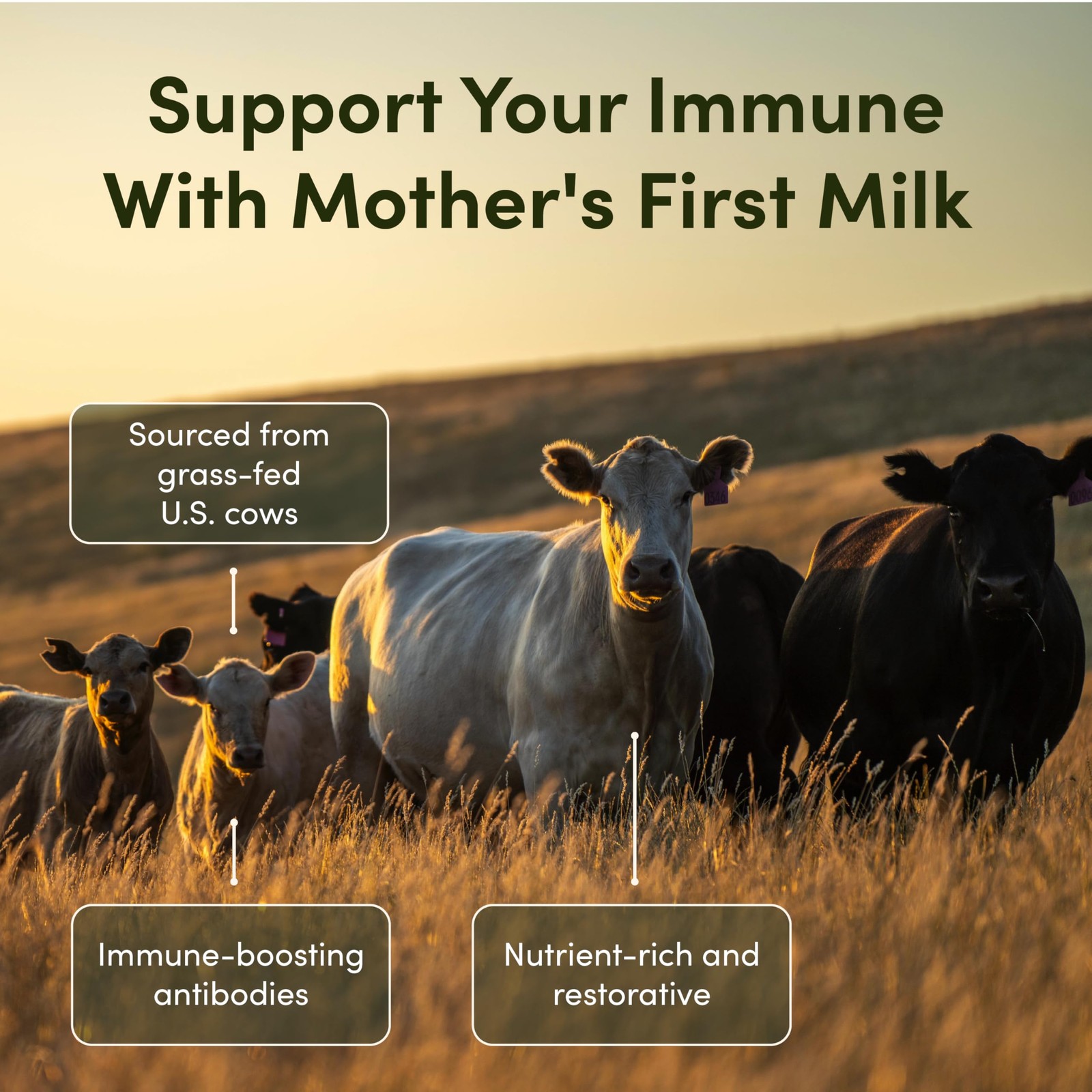 Rhea Bovine Colostrum Supplement for Women, 60 Count (Pack of 1)