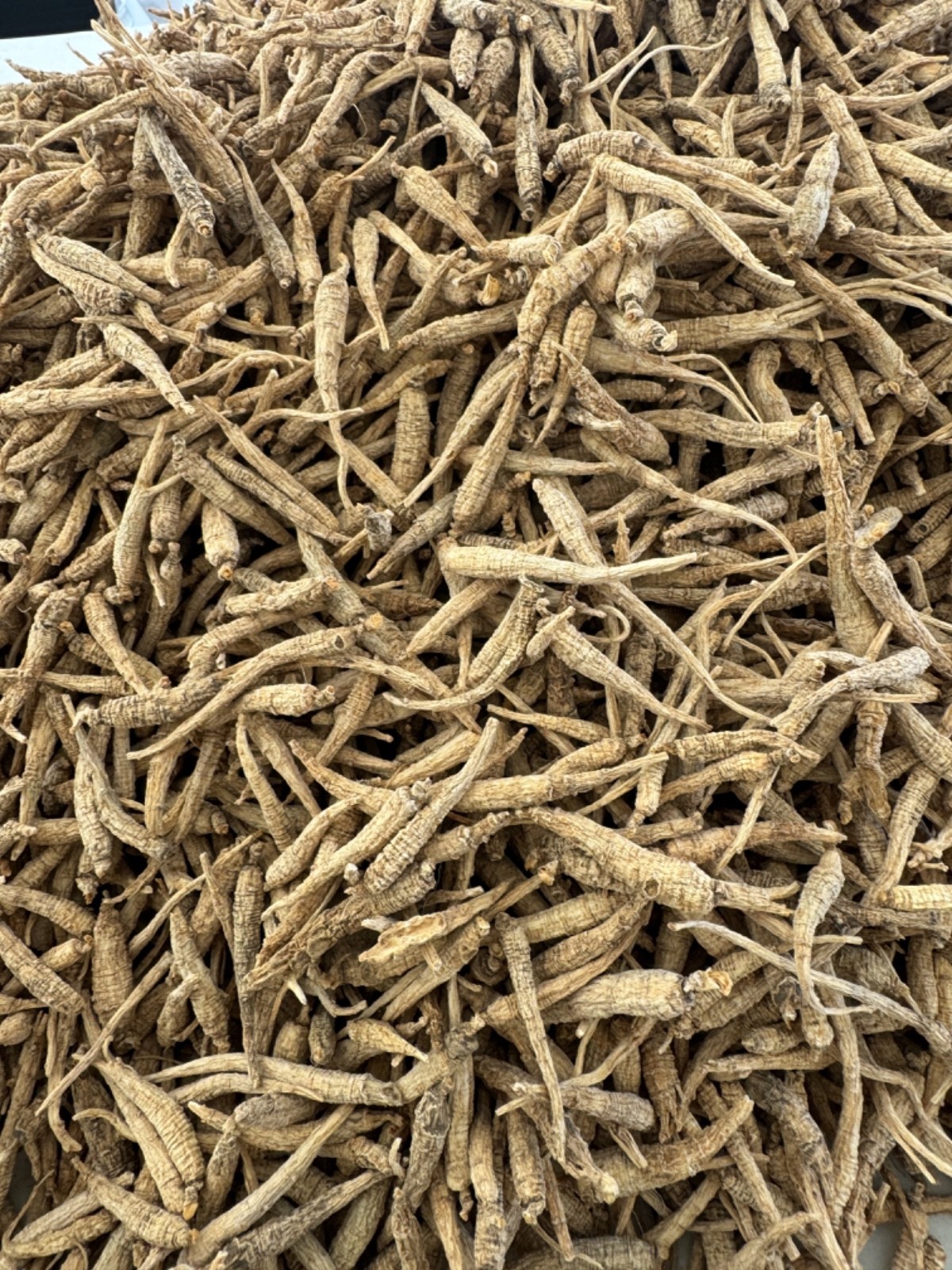 100% Pure Wisconsin American Panax Ginseng ( SMALL ROOT)