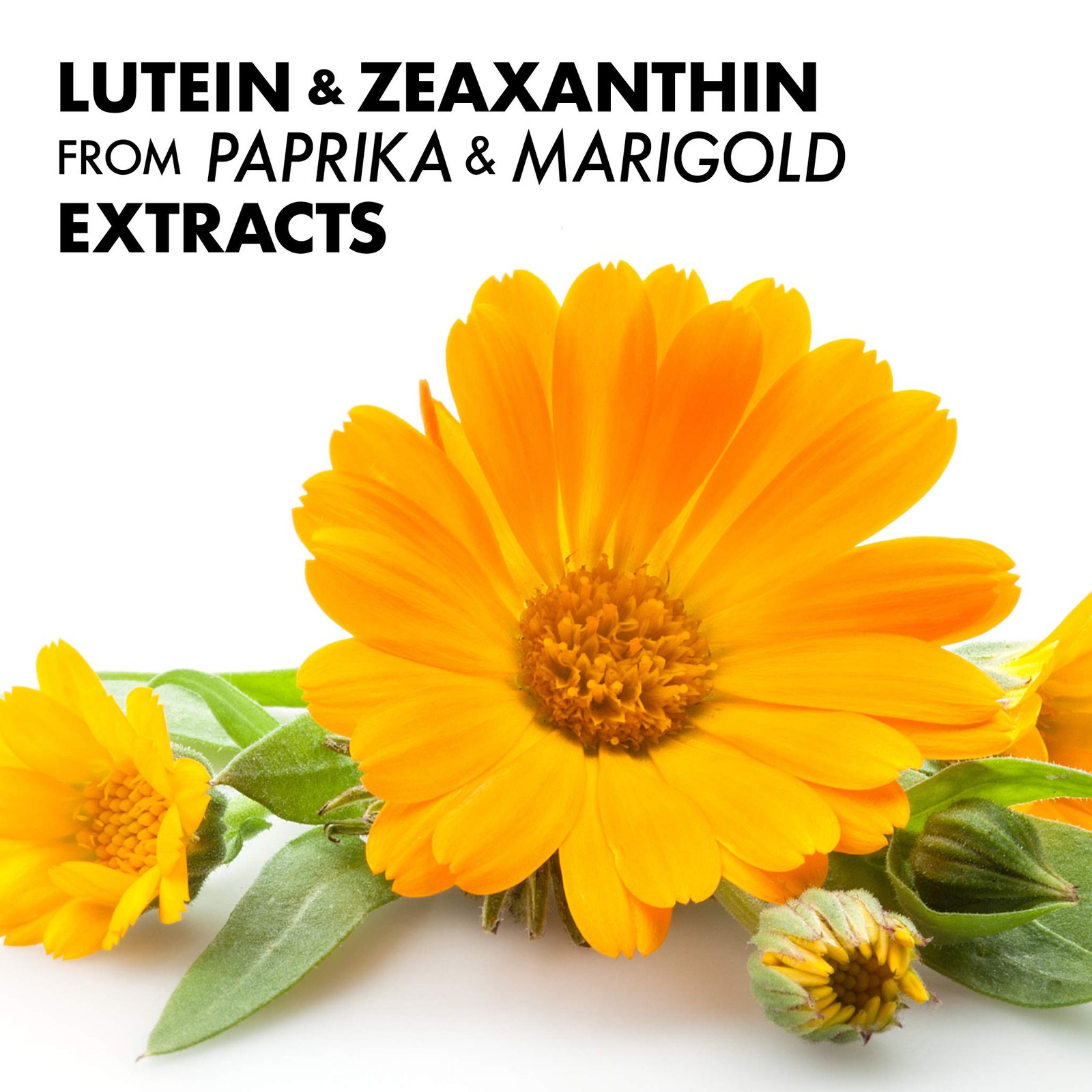 Bluebonnet Nutrition Zeaxanthin & Lutein, Eye 60 Count (Pack of 1), White